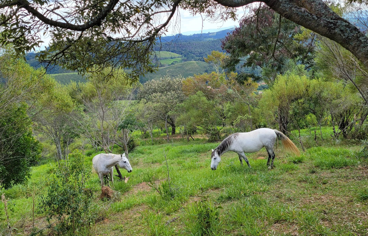 CAVALGADA